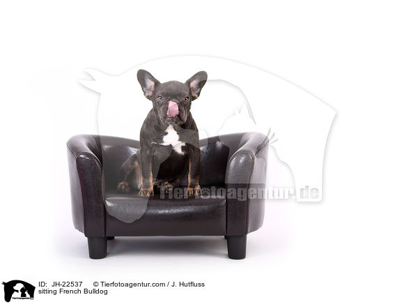 sitzende Franzsische Bulldogge / sitting French Bulldog / JH-22537
