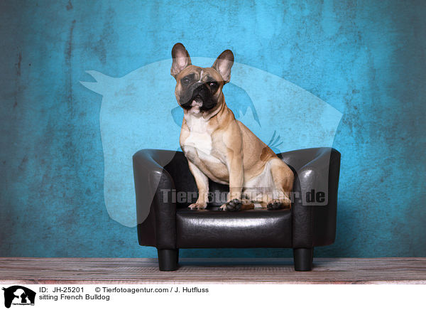 sitzende Franzsische Bulldogge / sitting French Bulldog / JH-25201