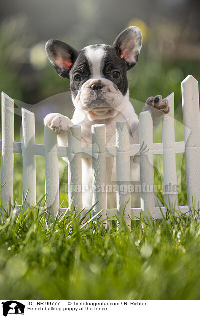 French bulldog puppy at the fence / RR-99777