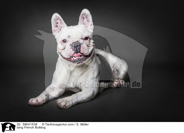 liegende Franzsische Bulldogge / lying French Bulldog / SM-01538