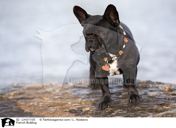 Franzsische Bulldogge / French Bulldog / LH-01105