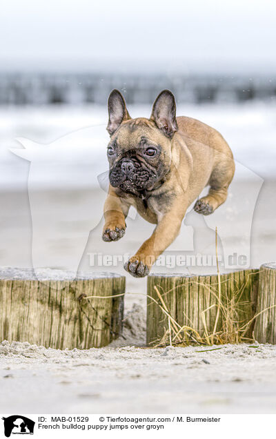 French bulldog puppy jumps over groyn / MAB-01529