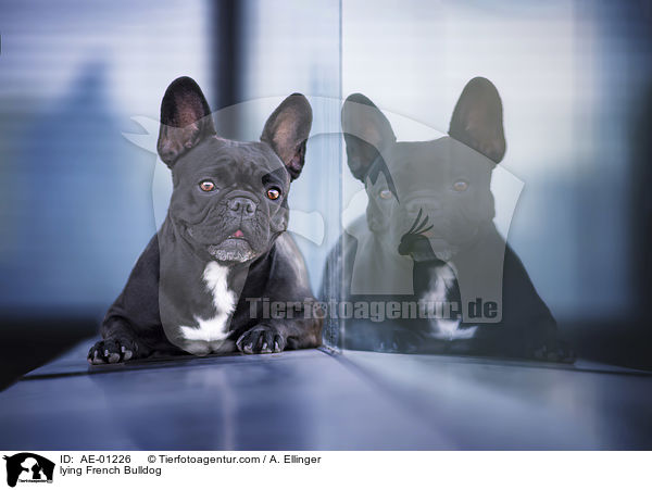 liegende Franzsische Bulldogge / lying French Bulldog / AE-01226