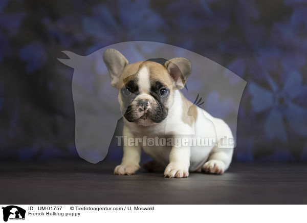 Franzsische Bulldogge Welpe / French Bulldog puppy / UM-01757