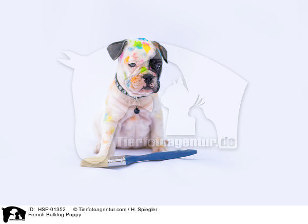 Franzsische Bulldogge Welpe / French Bulldog Puppy / HSP-01352