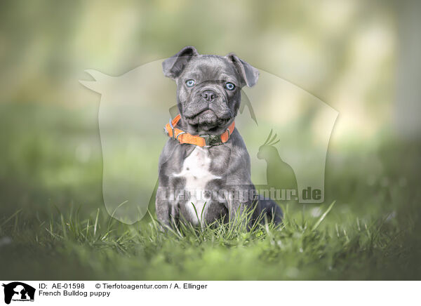 French Bulldog puppy / AE-01598