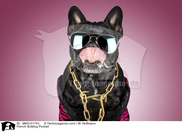 French Bulldog Portrait / MHO-01743