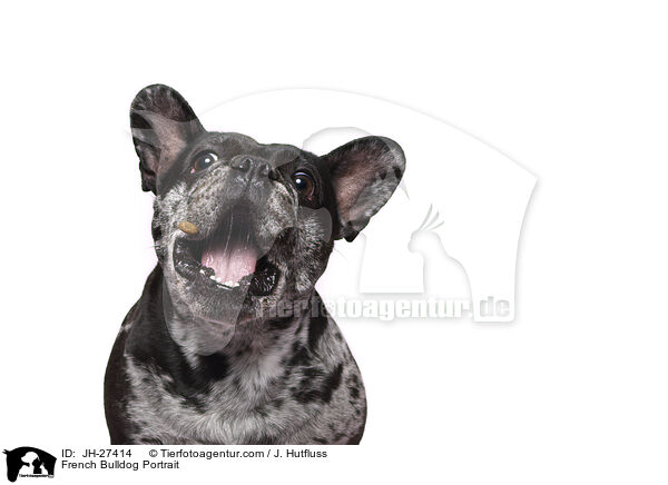 Franzsische Bulldogge Portrait / French Bulldog Portrait / JH-27414