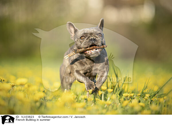 Franzsische Bulldogge im Sommer / French Bulldog in summer / VJ-03823