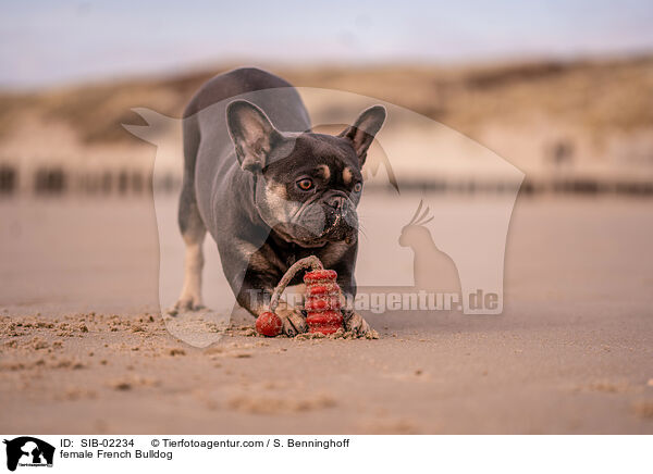 Franzsische Bulldogge Hndin / female French Bulldog / SIB-02234