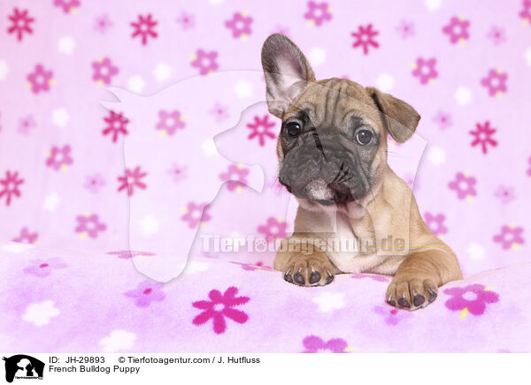 French Bulldog Puppy / JH-29893