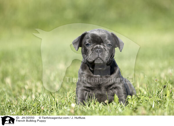 French Bulldog Puppy / JH-30550