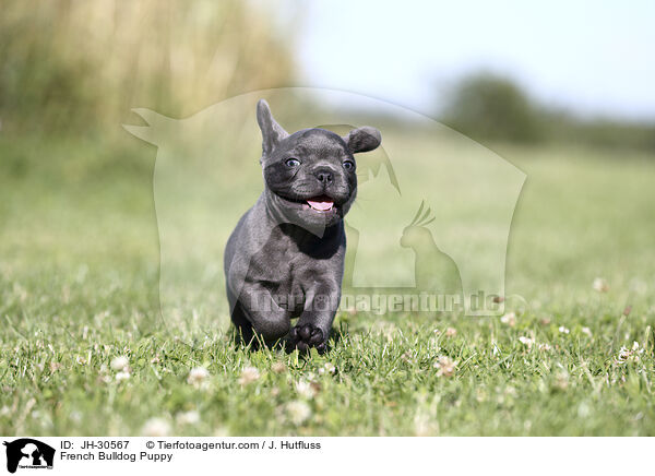 French Bulldog Puppy / JH-30567
