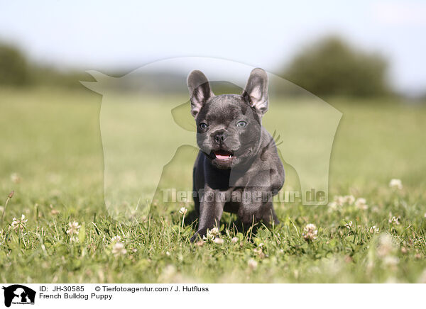French Bulldog Puppy / JH-30585