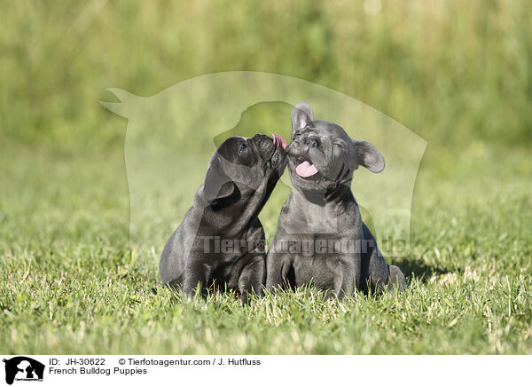French Bulldog Puppies / JH-30622