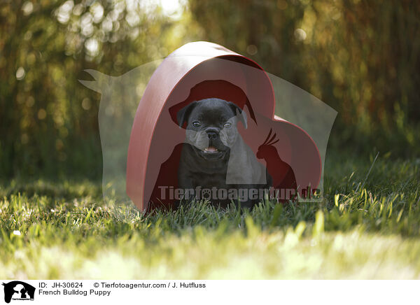 French Bulldog Puppy / JH-30624