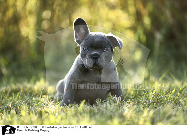 French Bulldog Puppy / JH-30638