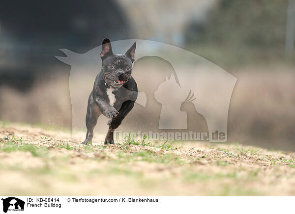 French Bulldog / KB-08414