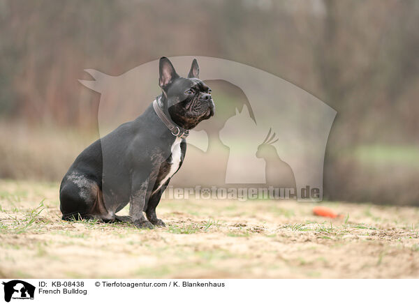 French Bulldog / KB-08438