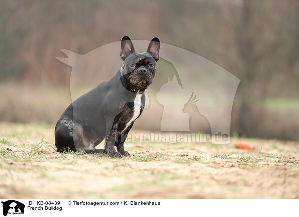French Bulldog / KB-08439