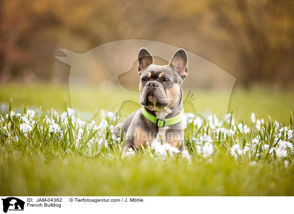 French Bulldog / JAM-04362