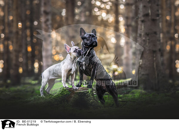 French Bulldogs / BE-01219
