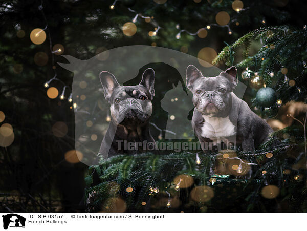Franzsische Bulldoggen / French Bulldogs / SIB-03157
