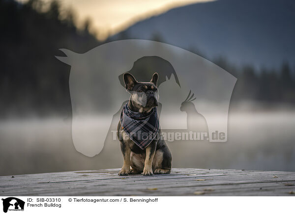 Franzsische Bulldogge / French Bulldog / SIB-03310