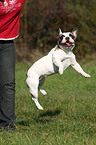 jumping french bulldog