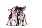 French Bulldog Puppies