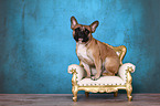 sitting French Bulldog