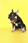 yawning French Bulldog Puppy