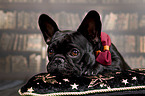 lying French Bulldog