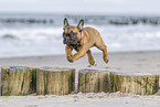 French bulldog puppy jumps over groyn