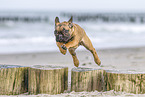 French bulldog puppy jumps over groyn
