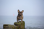 French Bulldog on the baltic sea