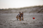 French Bulldog runs on the beach