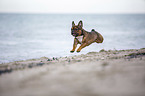 French Bulldog runs on the beach