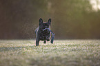 running French bulldog