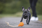 French Bulldog Puppy