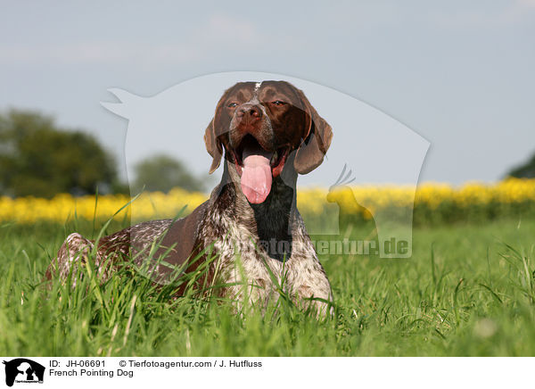 French Pointing Dog / JH-06691