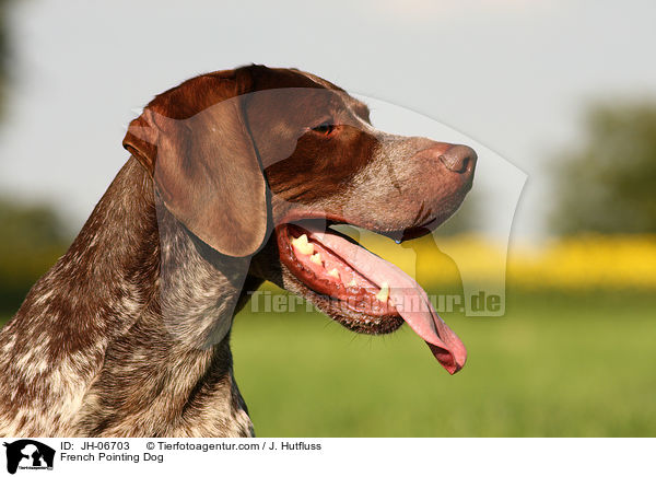 French Pointing Dog / JH-06703