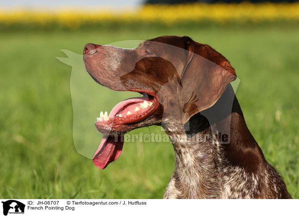 French Pointing Dog / JH-06707
