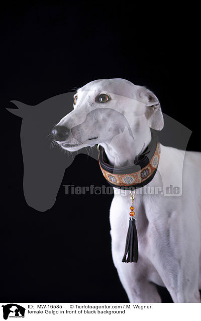 female Galgo in front of black background / MW-16585