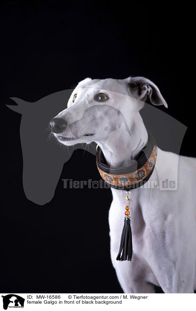 female Galgo in front of black background / MW-16586