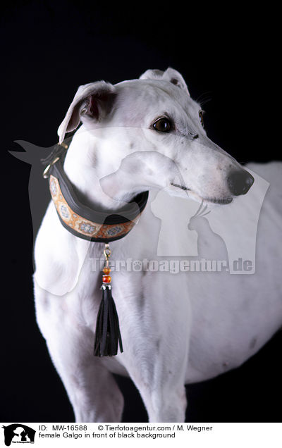 female Galgo in front of black background / MW-16588