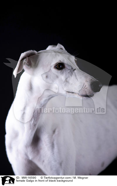 female Galgo in front of black background / MW-16590