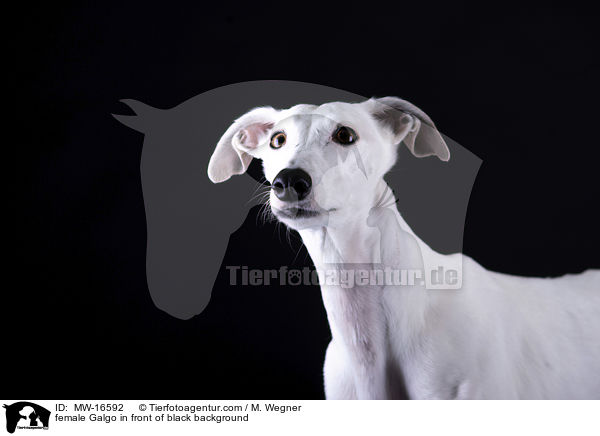 female Galgo in front of black background / MW-16592