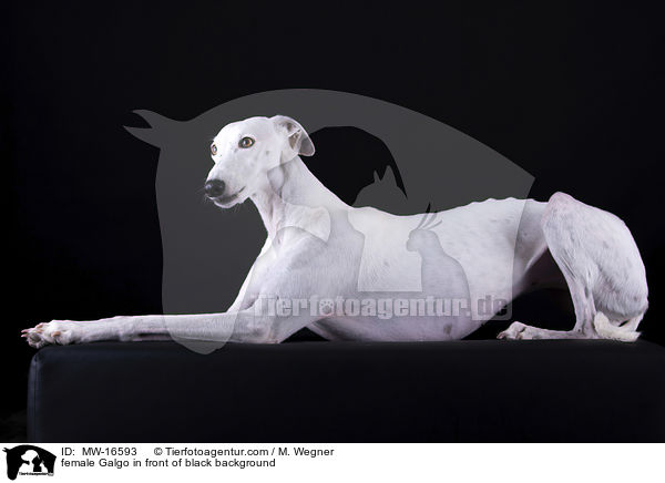 female Galgo in front of black background / MW-16593