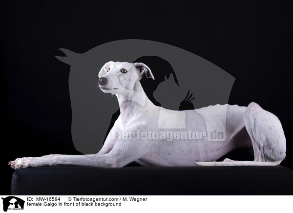 female Galgo in front of black background / MW-16594